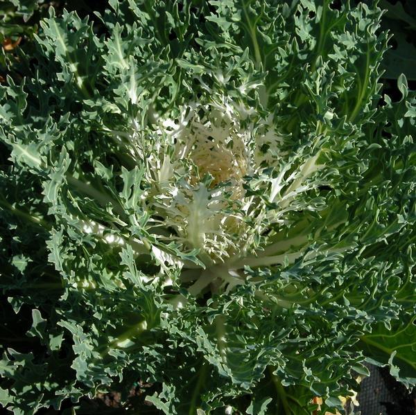 Kale Peacock White - View 6 from www redcrocus com