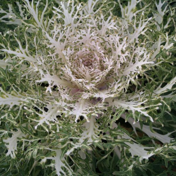 Kale Peacock White - View 7 from www redcrocus com