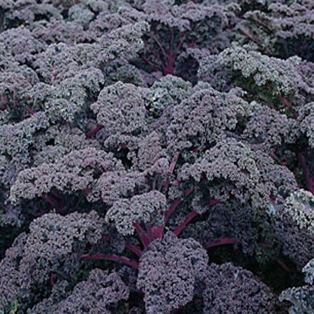 Kale 'redbor' - View 14 from www redcrocus com
