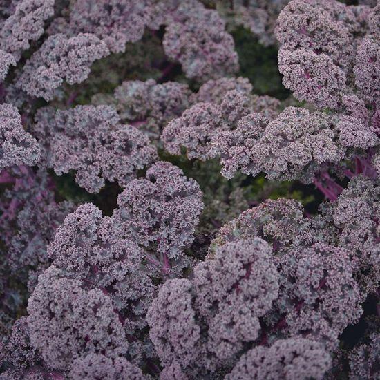 Kale 'redbor' - View 32 from www redcrocus com