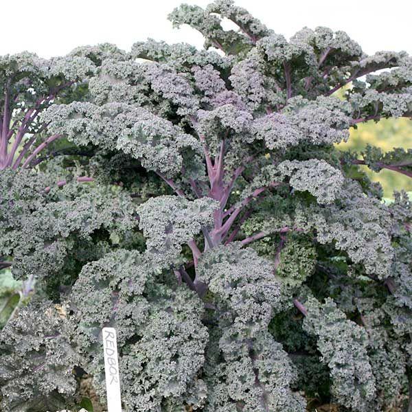 Kale 'redbor' - View 5 from www redcrocus com