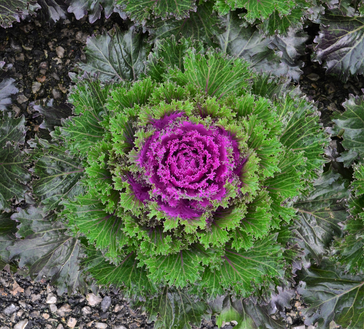 Kale Glamour Red - View 11 from www redcrocus com