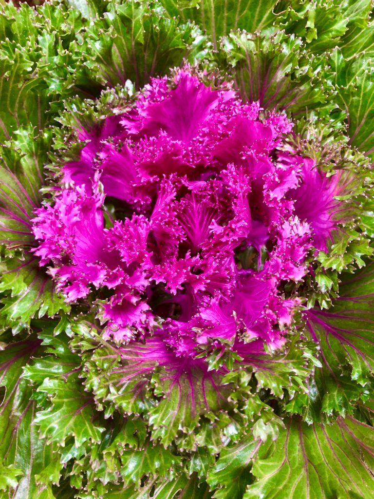 Kale Glamour Red - View 12 from www redcrocus com