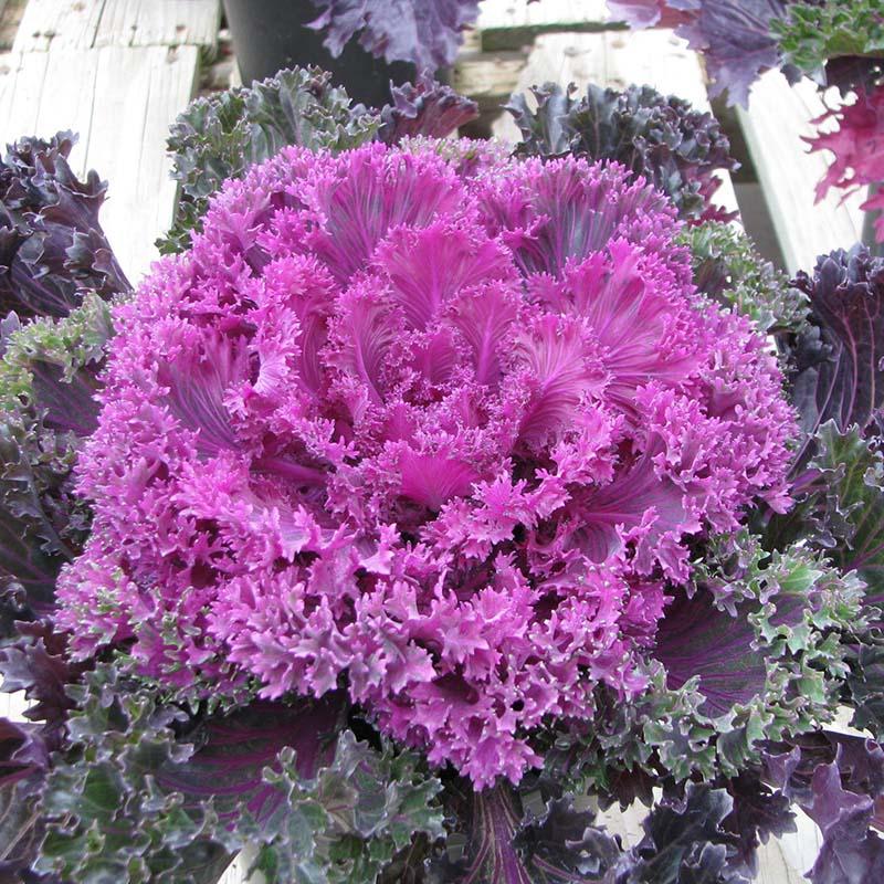 Kale Glamour Red - View 13 from www redcrocus com