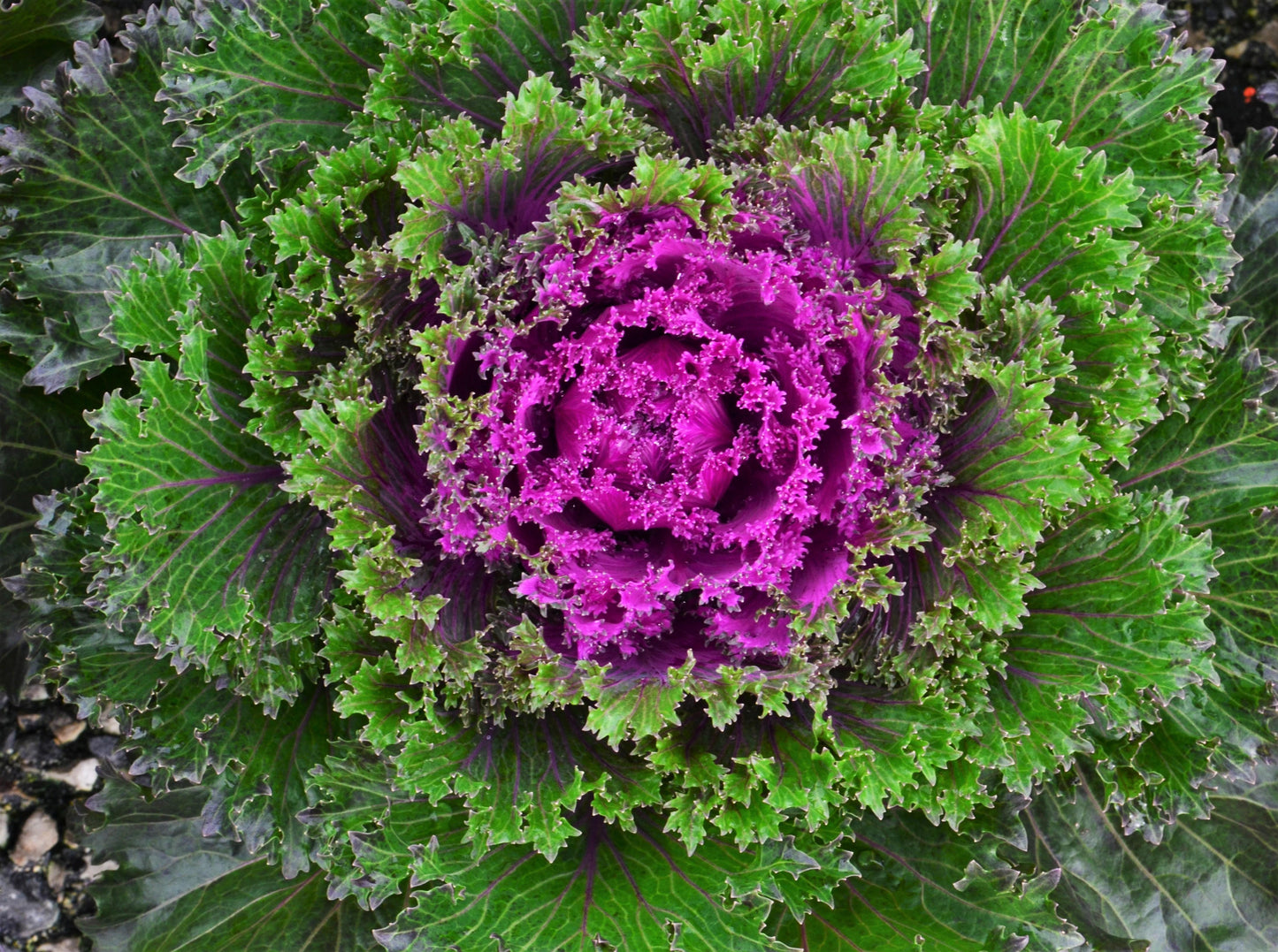Kale Glamour Red - View 14 from www redcrocus com