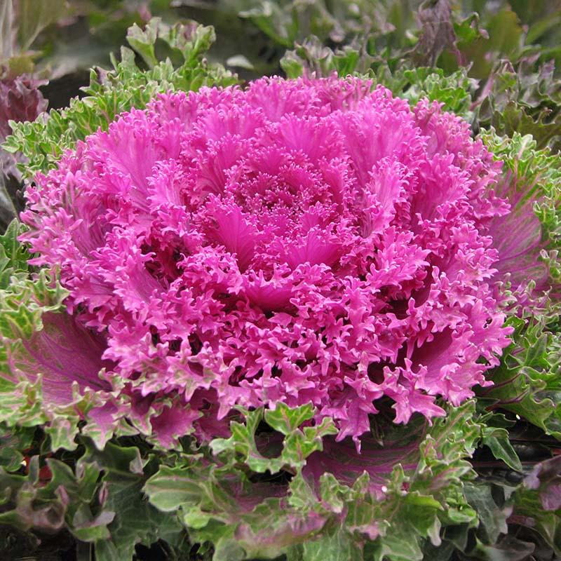 Kale Glamour Red - View 15 from www redcrocus com