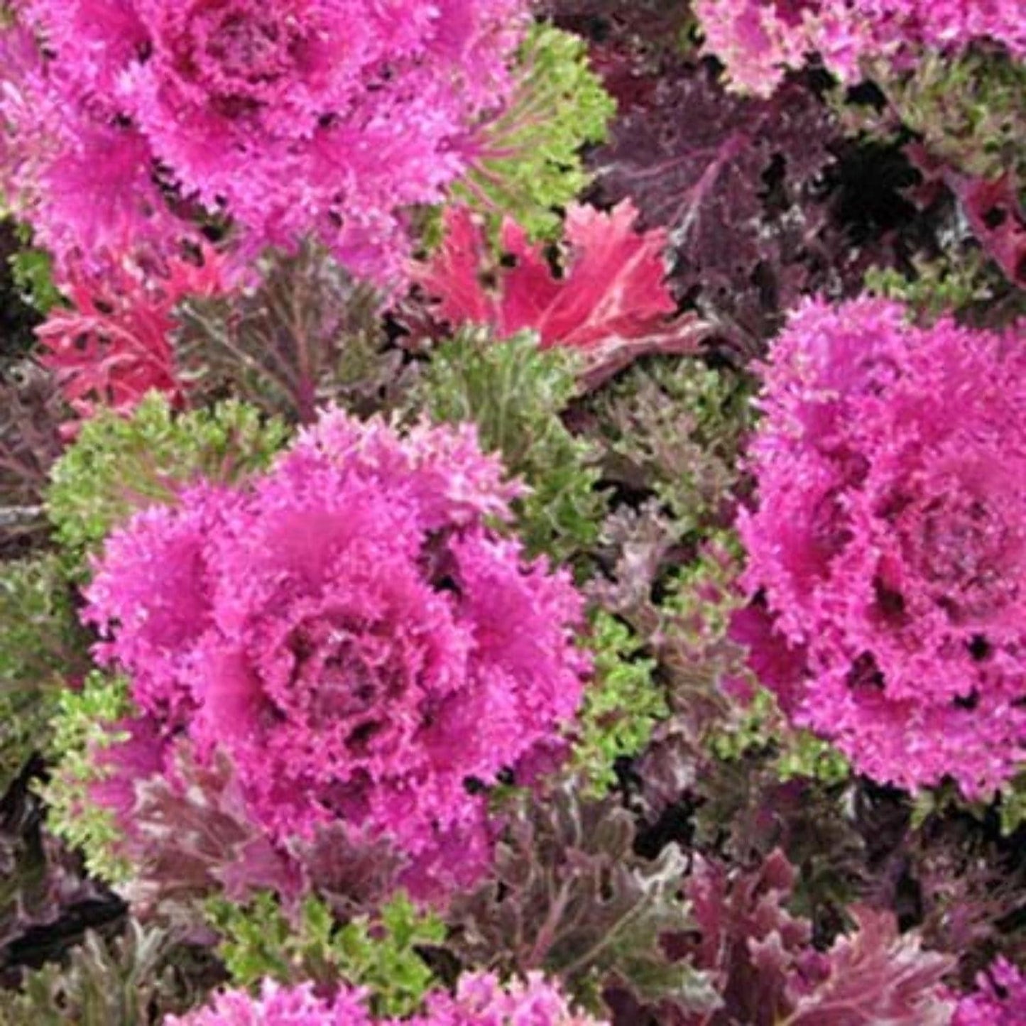 Kale Glamour Red - View 16 from www redcrocus com