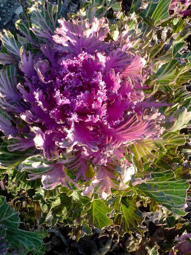 Kale Glamour Red - View 17 from www redcrocus com