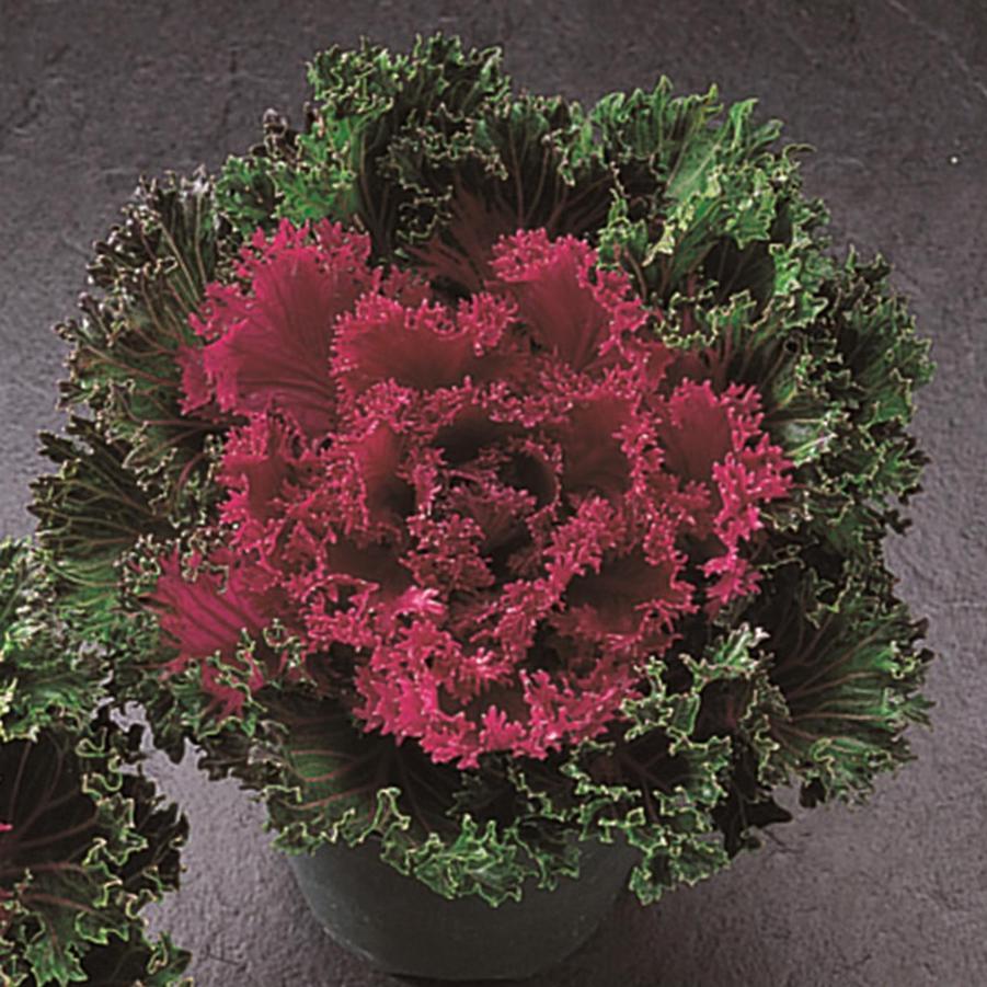 Kale Glamour Red - View 2 from www redcrocus com
