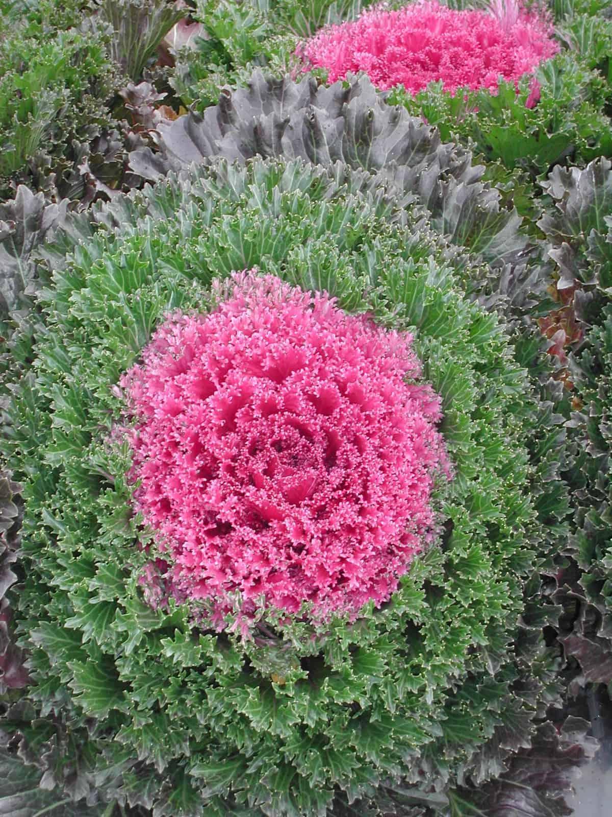 Kale Glamour Red - View 3 from www redcrocus com