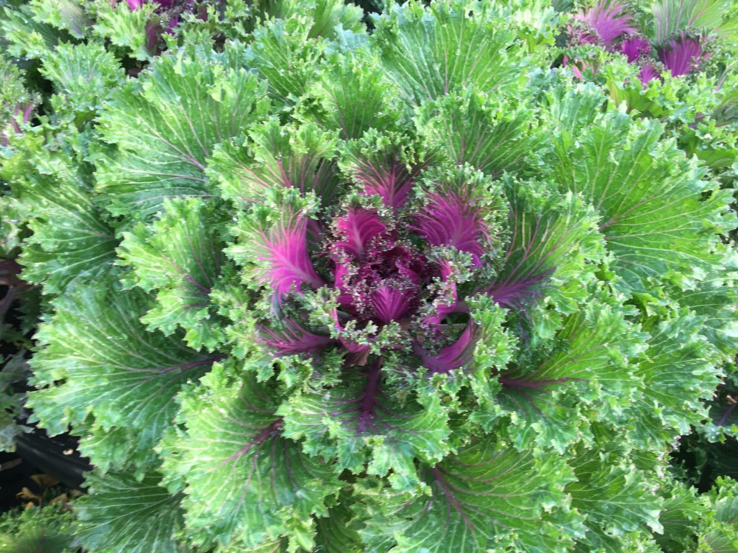 Kale Glamour Red - View 4 from www redcrocus com