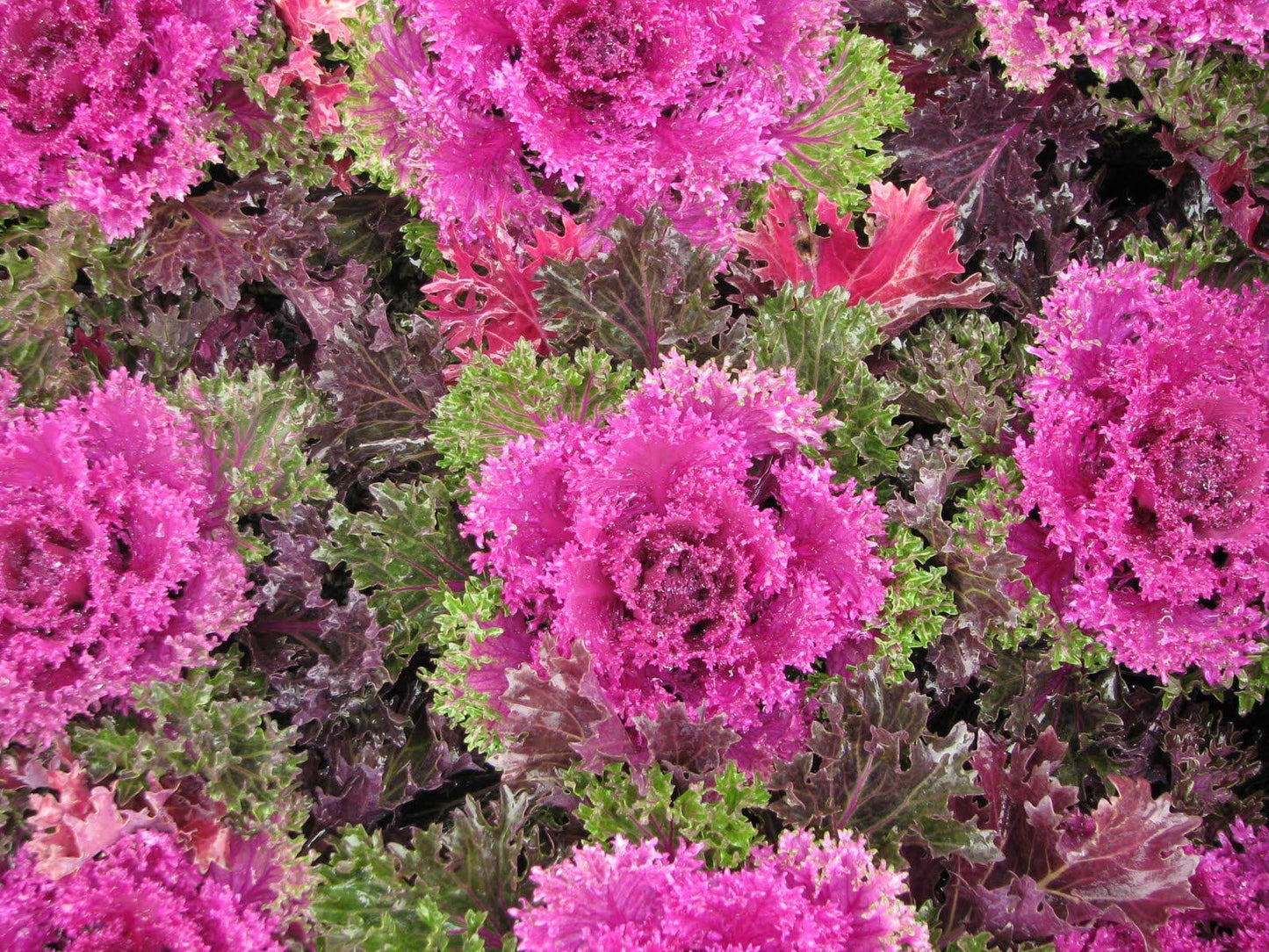 Kale Glamour Red - View 5 from www redcrocus com