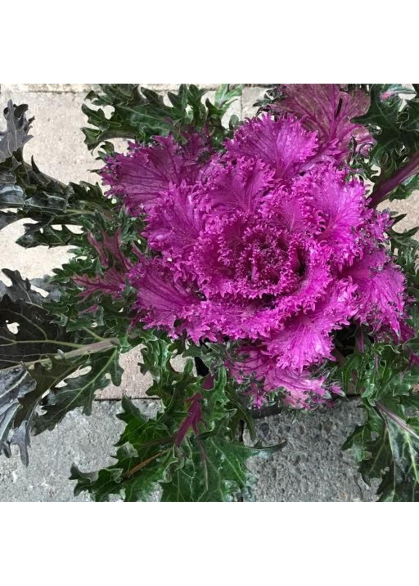 Kale Glamour Red - View 6 from www redcrocus com