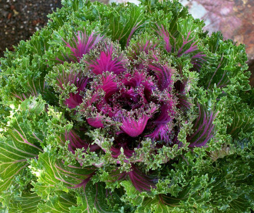 Kale Glamour Red - View 7 from www redcrocus com