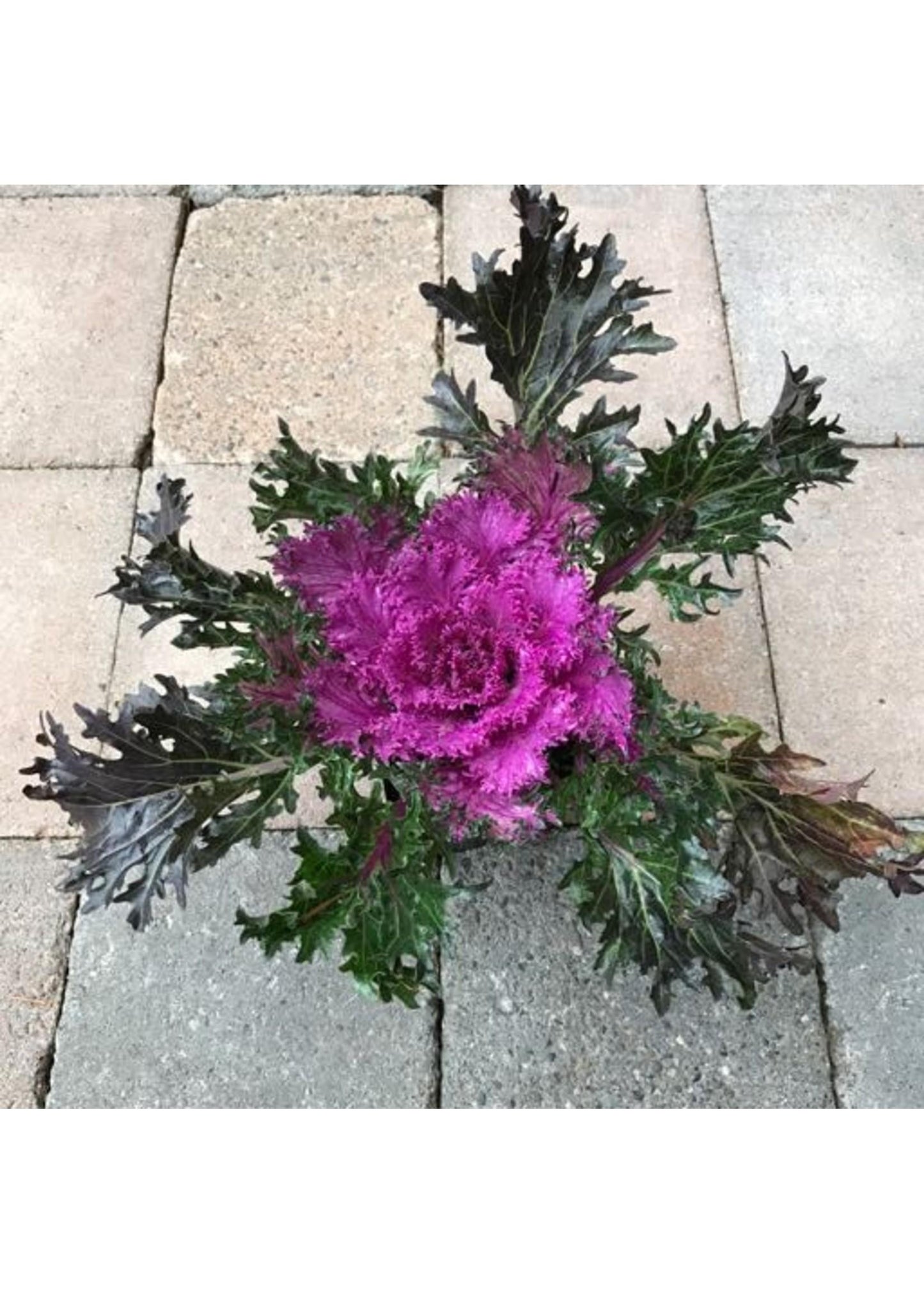 Kale Glamour Red - View 8 from www redcrocus com