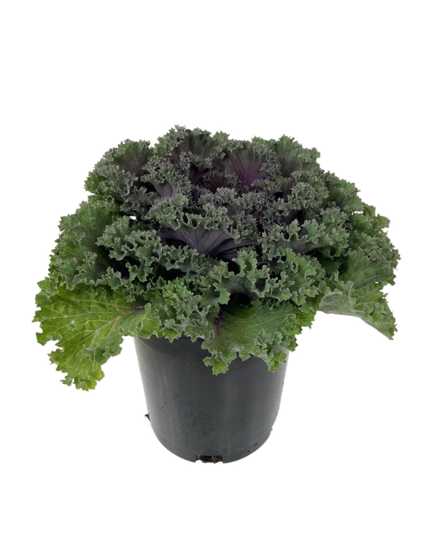 Kale Kamome Red - View 10 from www redcrocus com