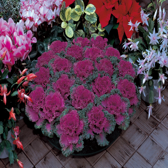 Kale Kamome Red - View 12 from www redcrocus com