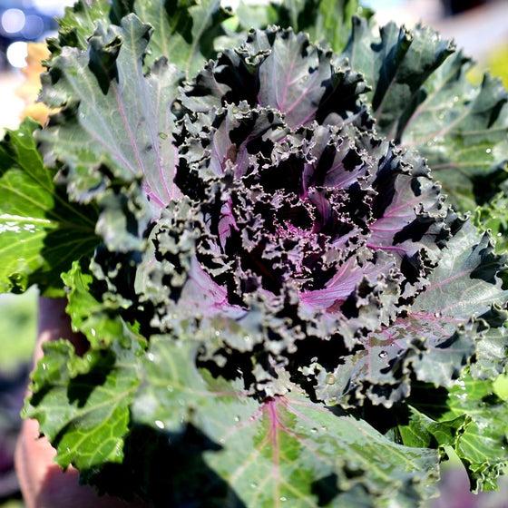Kale Kamome Red - View 13 from www redcrocus com