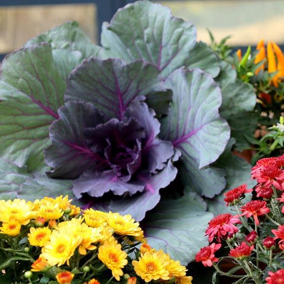 Kale Kamome Red - View 14 from www redcrocus com