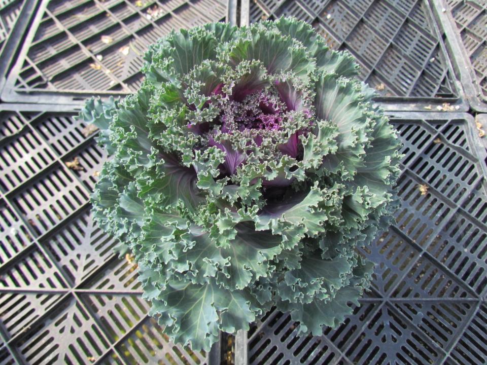 Kale Kamome Red - View 15 from www redcrocus com
