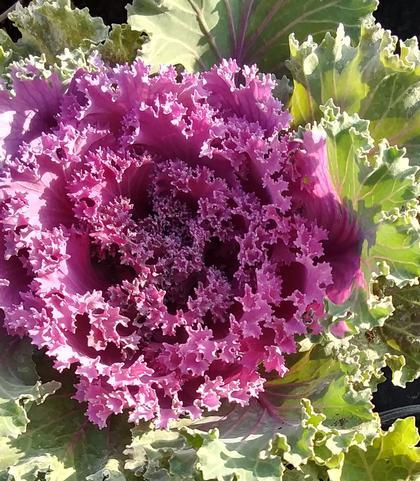 Kale Kamome Red - View 16 from www redcrocus com