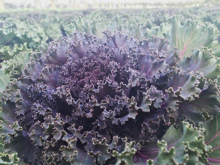 Kale Kamome Red - View 17 from www redcrocus com
