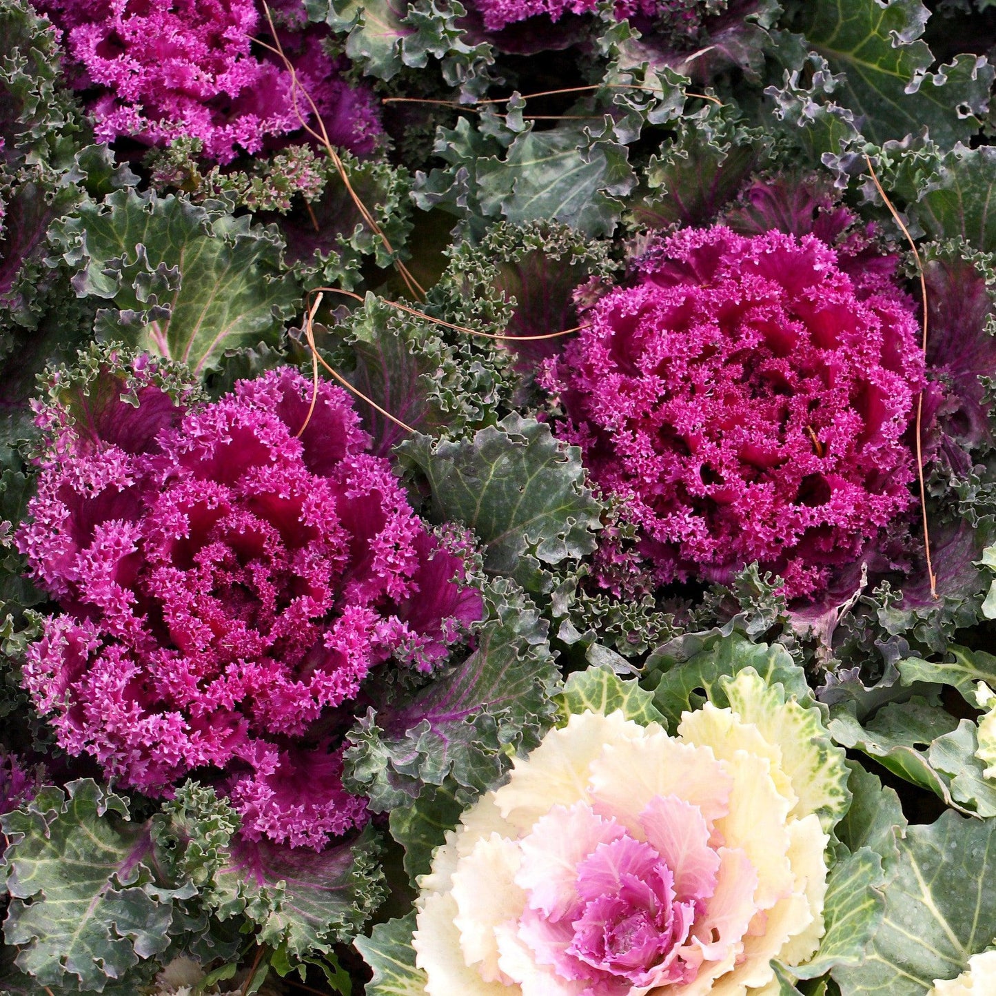 Kale Kamome Red - View 3 from www redcrocus com