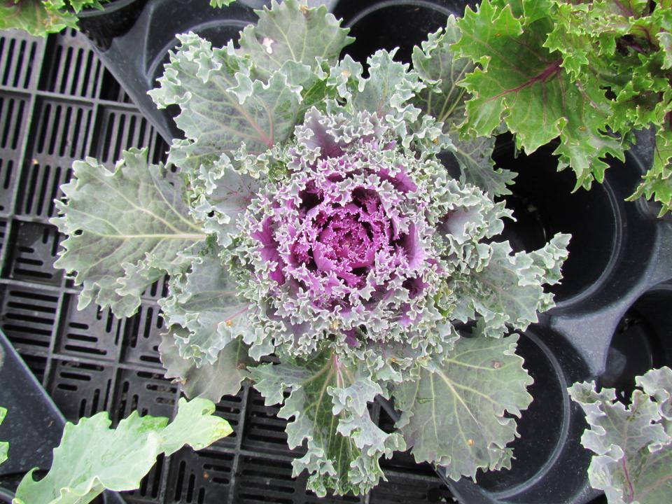 Kale Kamome Red - View 5 from www redcrocus com