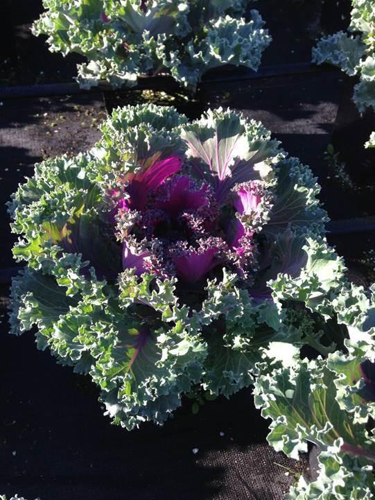 Kale Kamome Red - View 6 from www redcrocus com