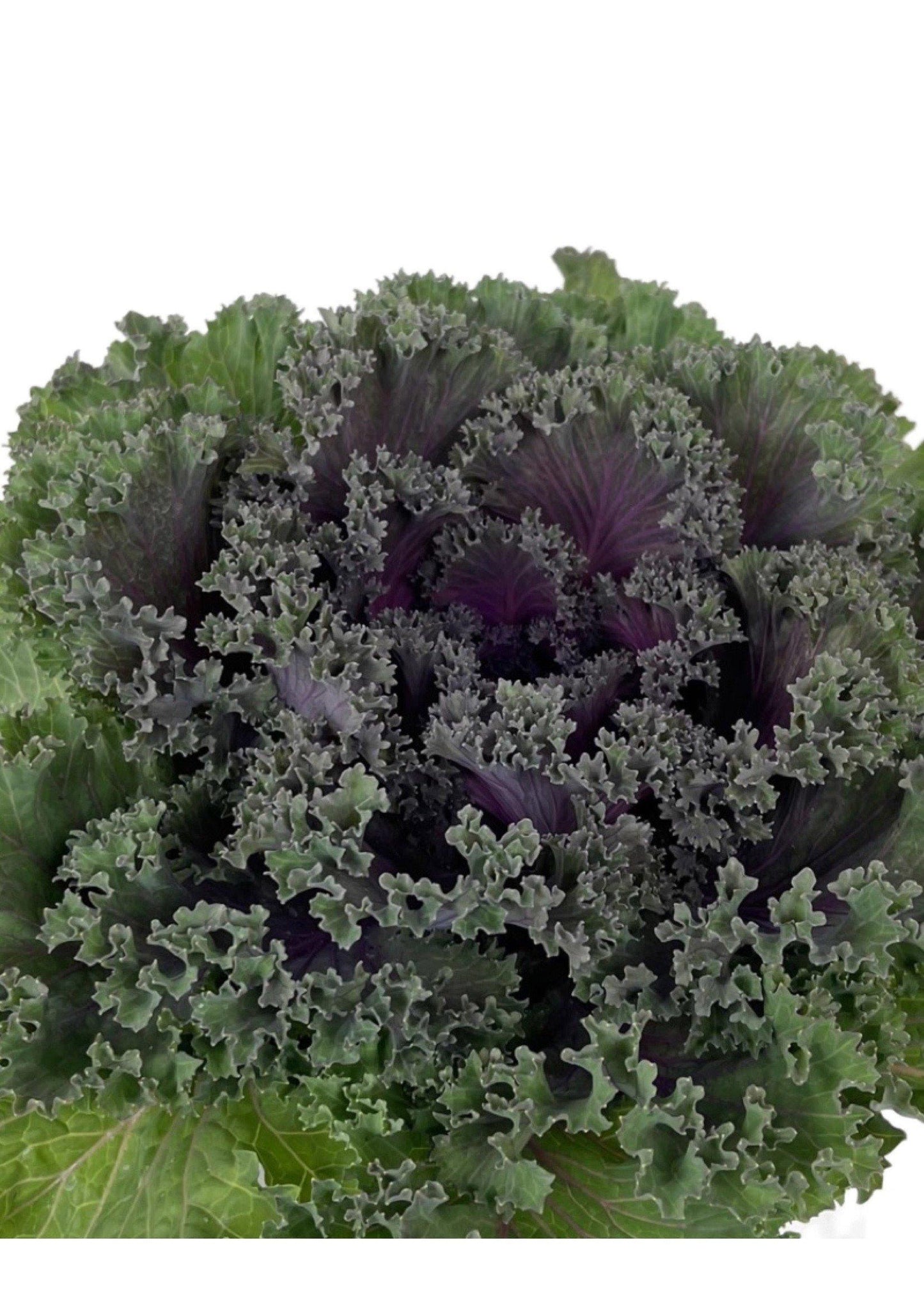 Kale Kamome Red - View 7 from www redcrocus com