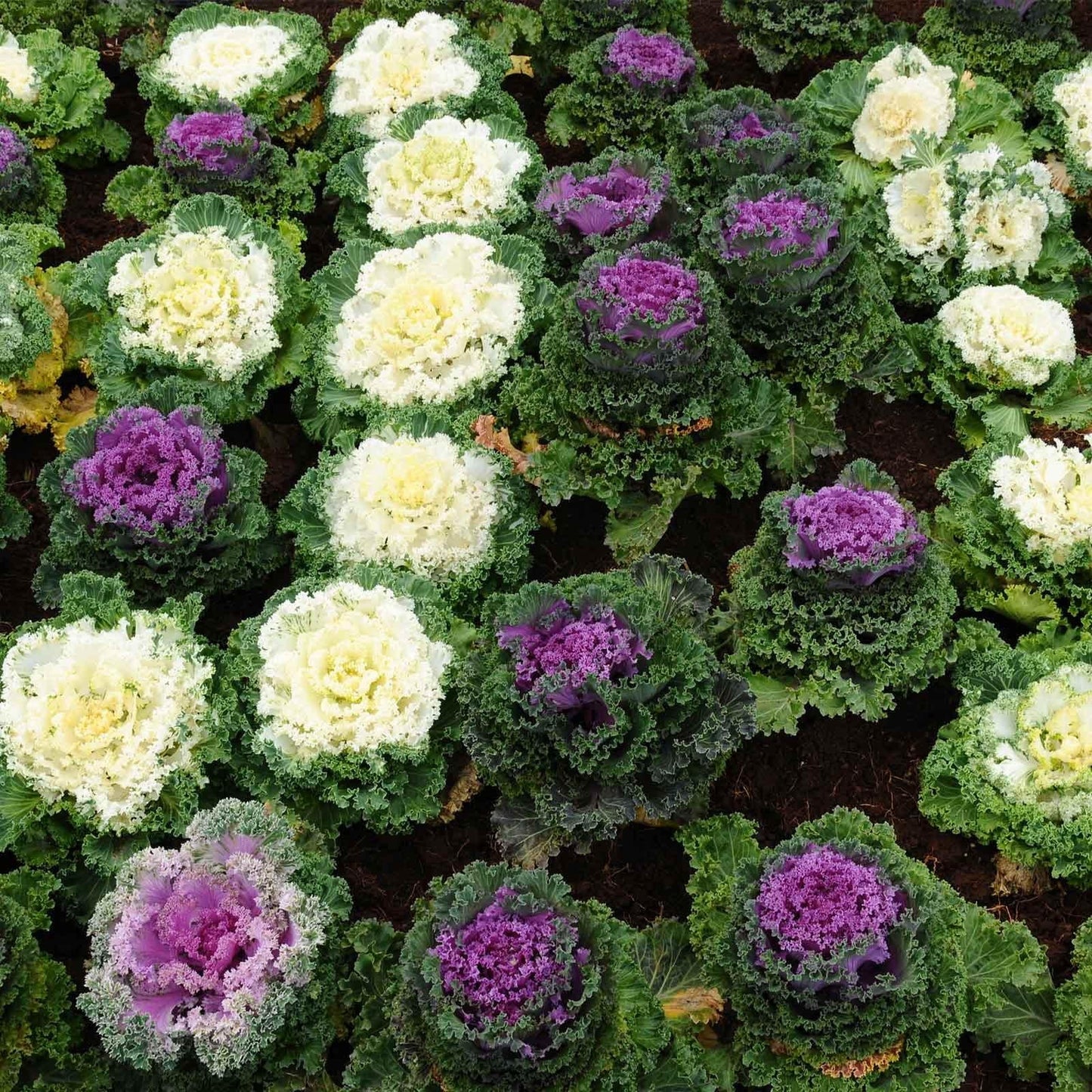 Kale Kamome Red - View 8 from www redcrocus com