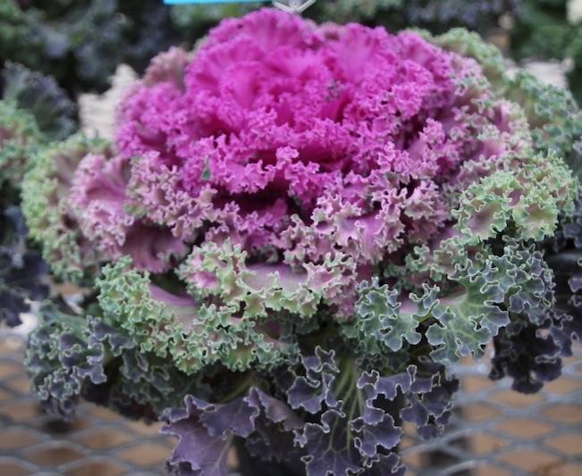 Kale Kamome Red - View 9 from www redcrocus com