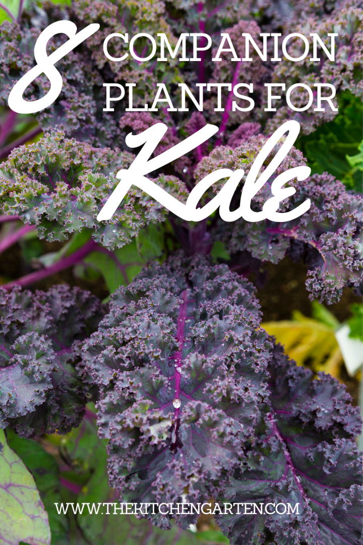 Kale Snowbor - View 11 from www redcrocus com