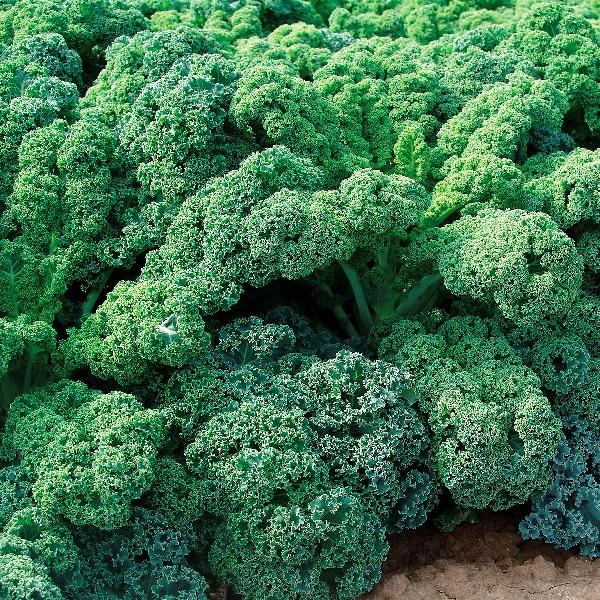 Kale Snowbor - View 1 from www redcrocus com