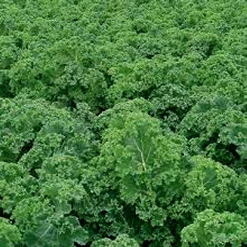 Kale Snowbor - View 2 from www redcrocus com