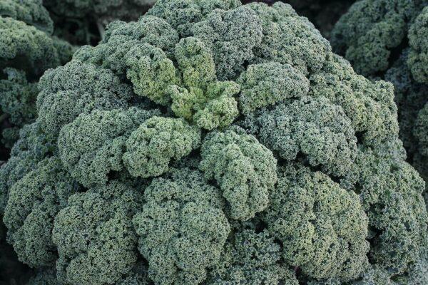 Kale Snowbor - View 4 from www redcrocus com