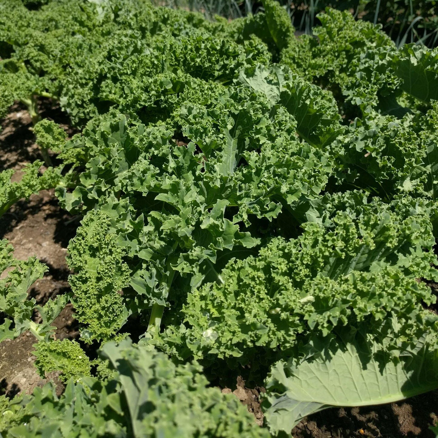 Kale Snowbor - View 6 from www redcrocus com