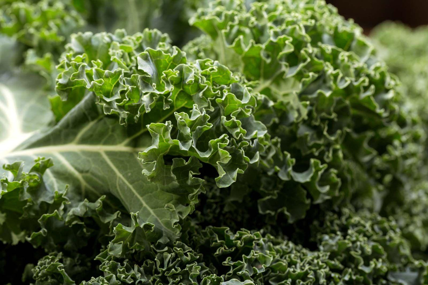 Kale Snowbor - View 9 from www redcrocus com