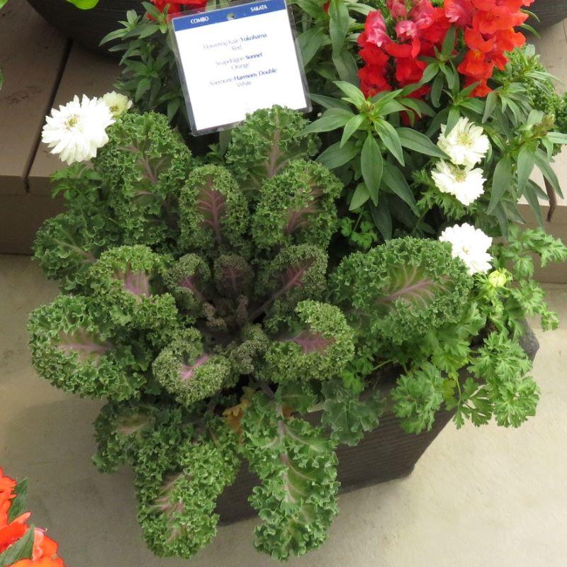 Kale Yokohama Red - View 10 from www redcrocus com