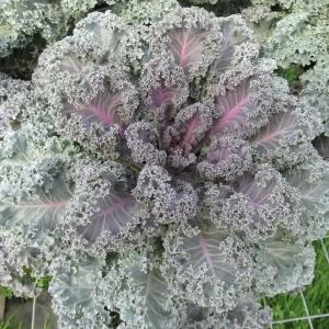 Kale Yokohama Red - View 12 from www redcrocus com