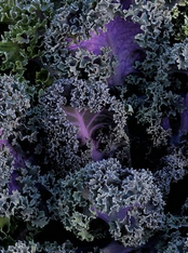 Kale Yokohama Red - View 13 from www redcrocus com