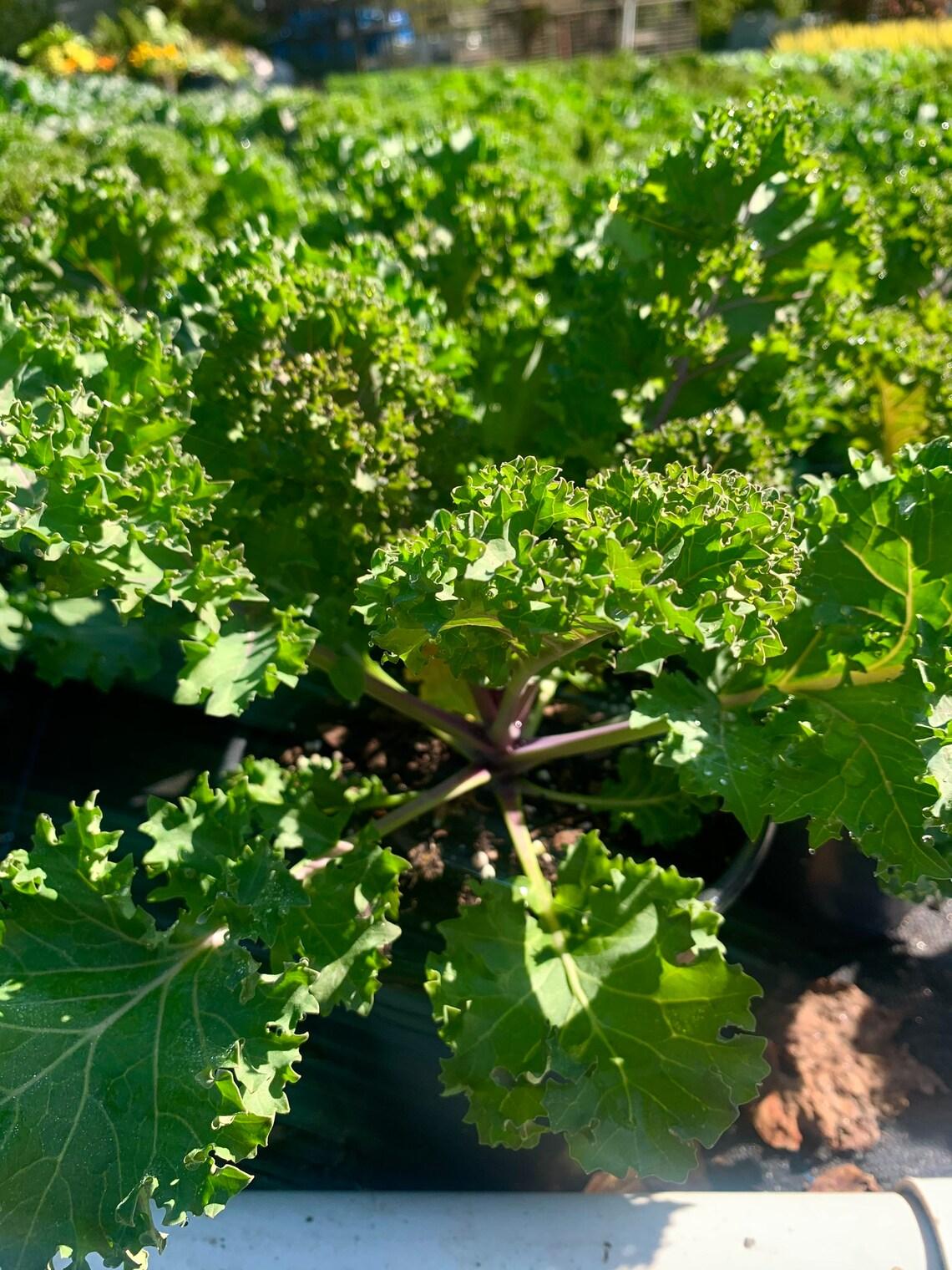 Kale Yokohama Red - View 14 from www redcrocus com