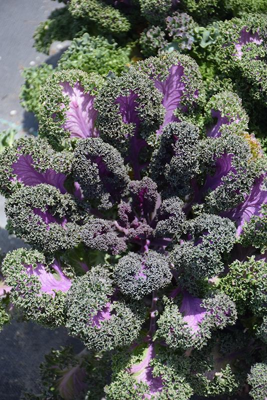 Kale Yokohama Red - View 15 from www redcrocus com