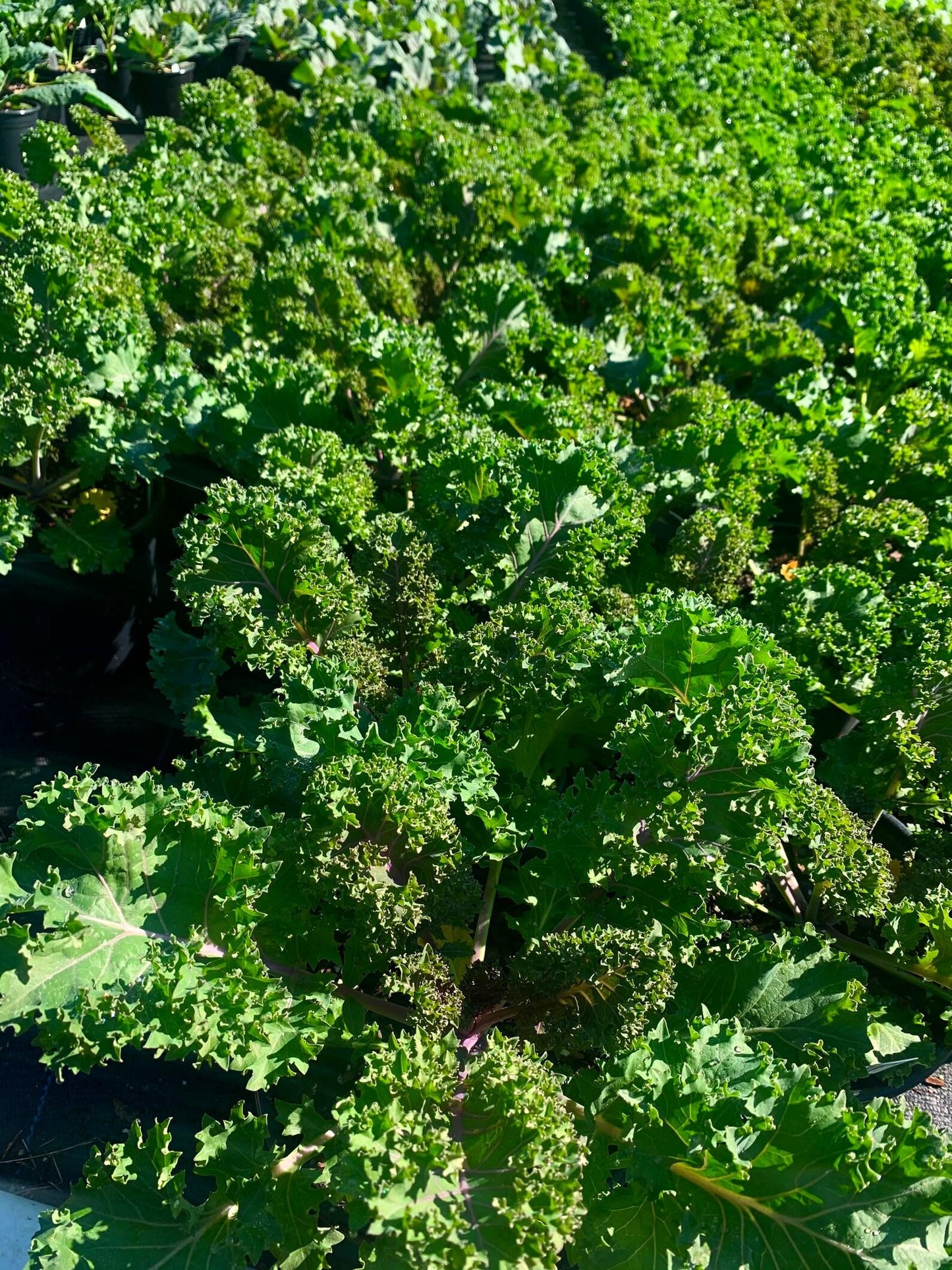 Kale Yokohama Red - View 16 from www redcrocus com