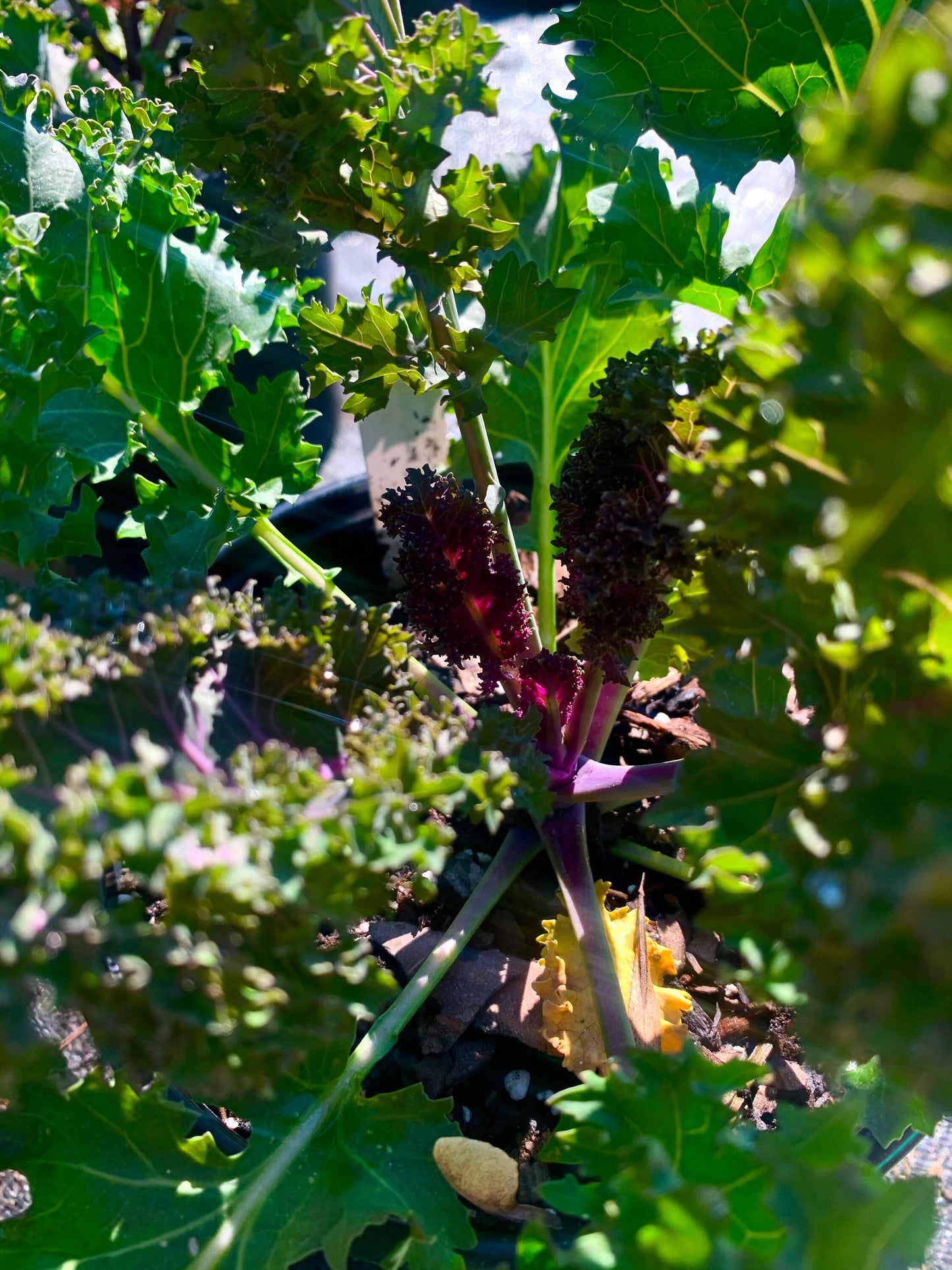 Kale Yokohama Red - View 17 from www redcrocus com
