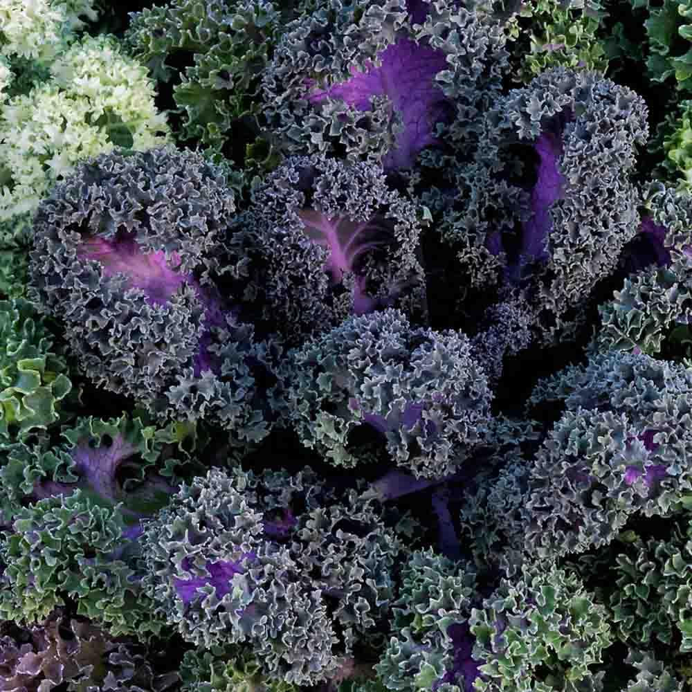 Kale Yokohama Red - View 1 from www redcrocus com