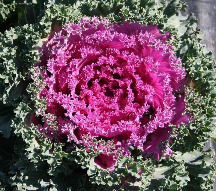 Kale Yokohama Red - View 2 from www redcrocus com
