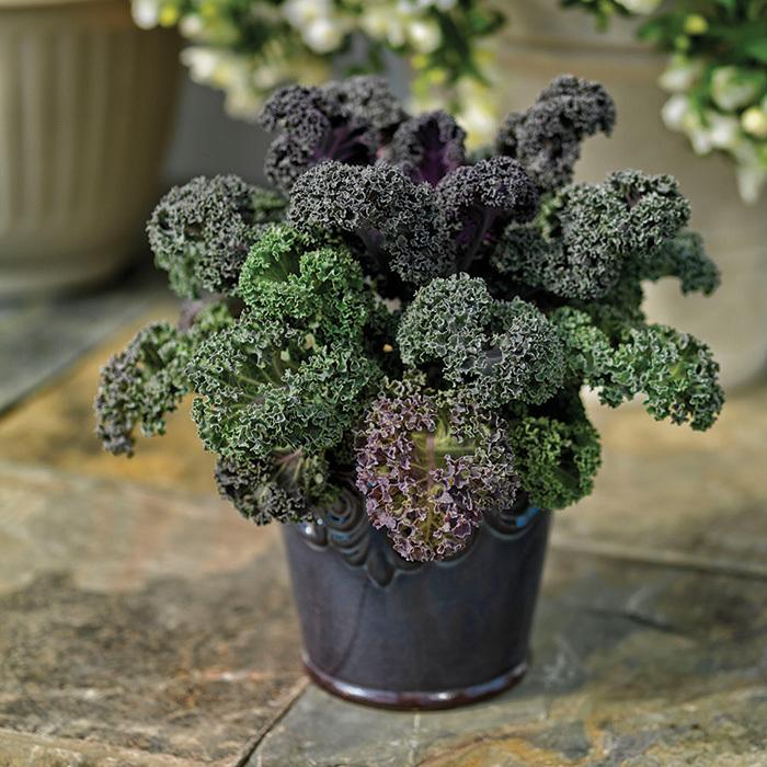 Kale Yokohama Red - View 3 from www redcrocus com