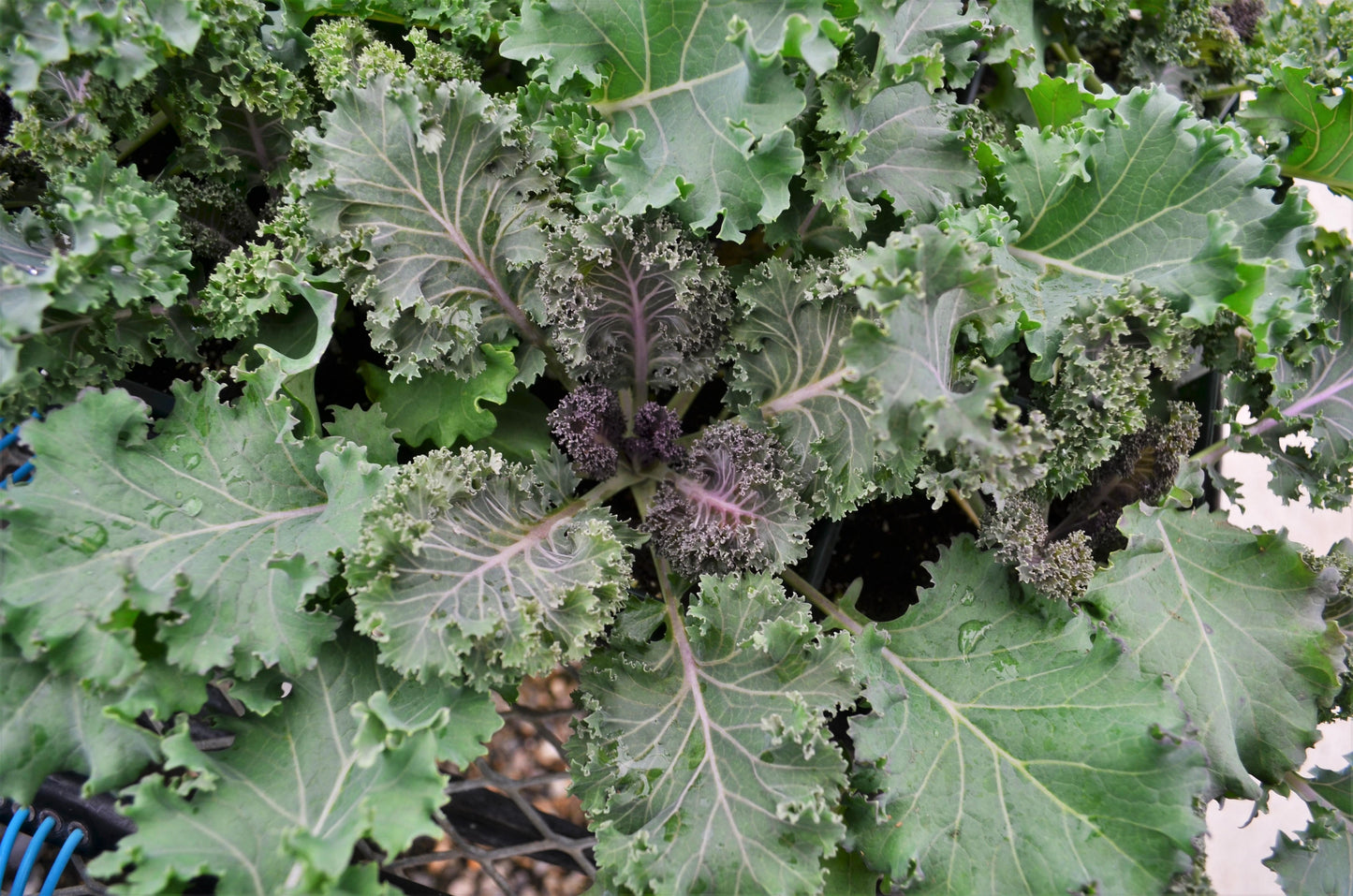 Kale Yokohama Red - View 4 from www redcrocus com
