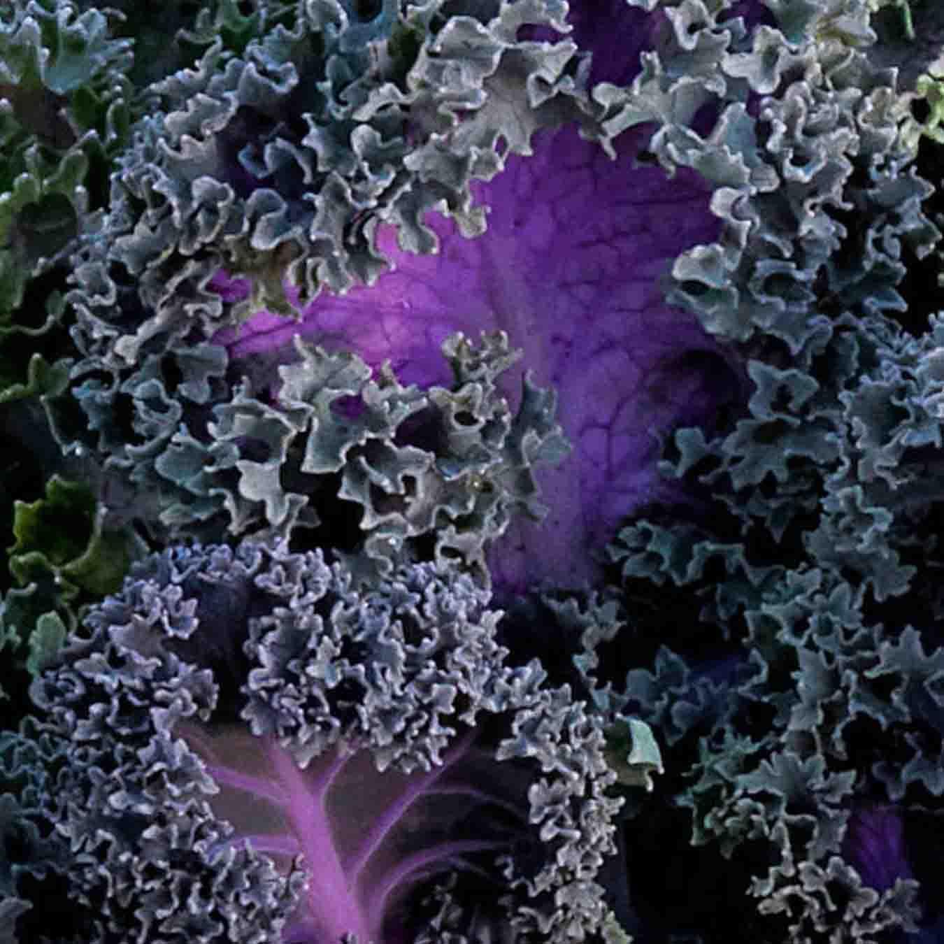 Kale Yokohama Red - View 5 from www redcrocus com